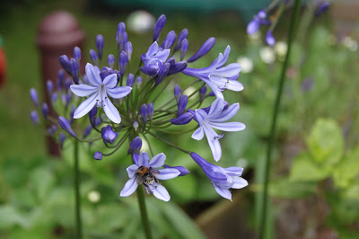 afrikaanse lelie agapanthus