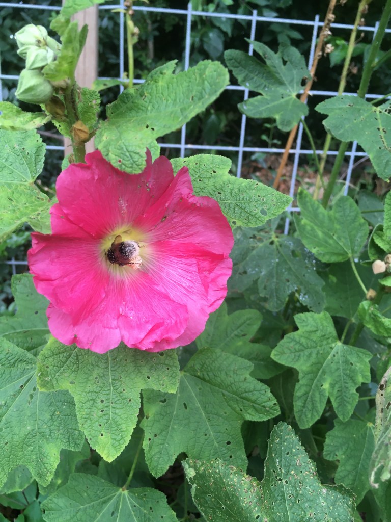 Roze stokroos met hommel