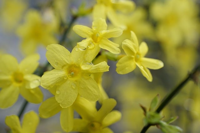 winterjasmijn - De tuinen van Haren